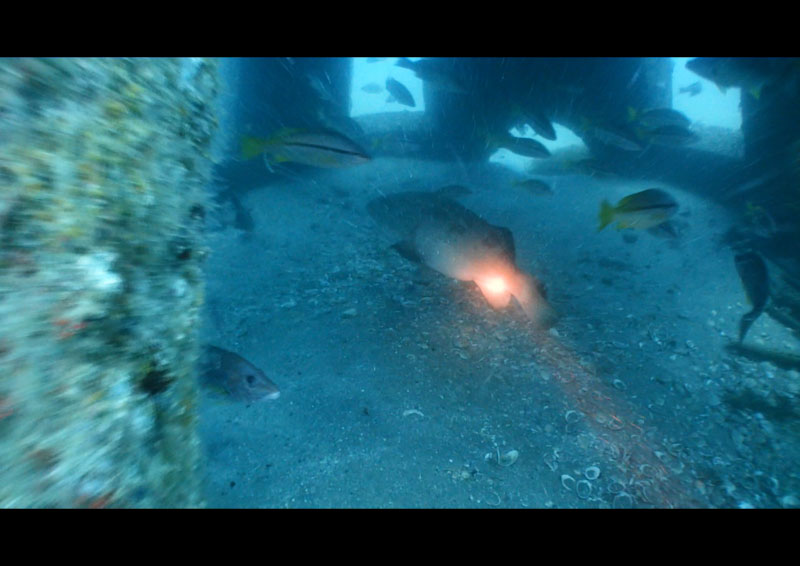 共和タートル魚礁