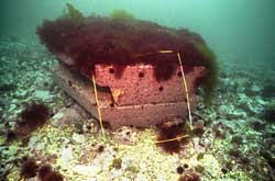 �j���[�Z�s�A