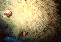 �j���[�Z�s�A